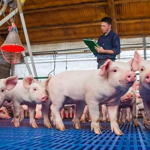 Plasma bovino en polvo